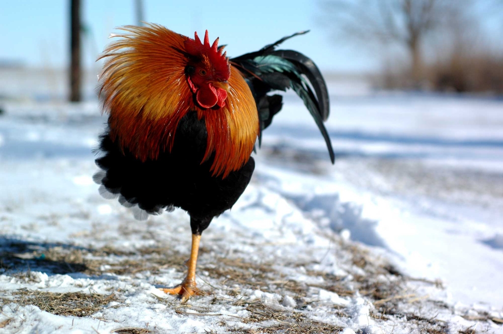 [Image: rooster-on-one-foot.jpg?w=1024&h=680]