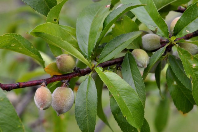 orchard-019