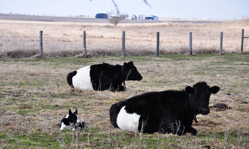 Dutch Belted Cows