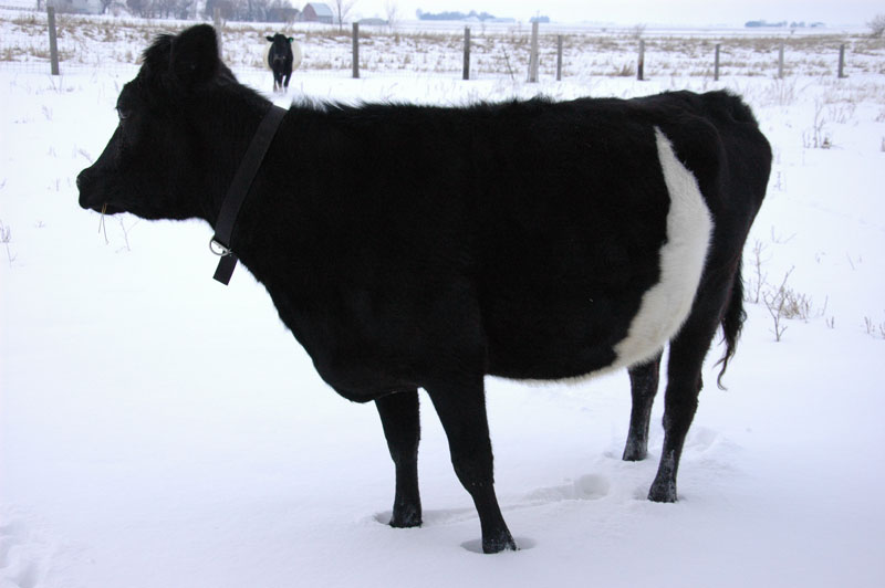 Dutch Belted Cow 