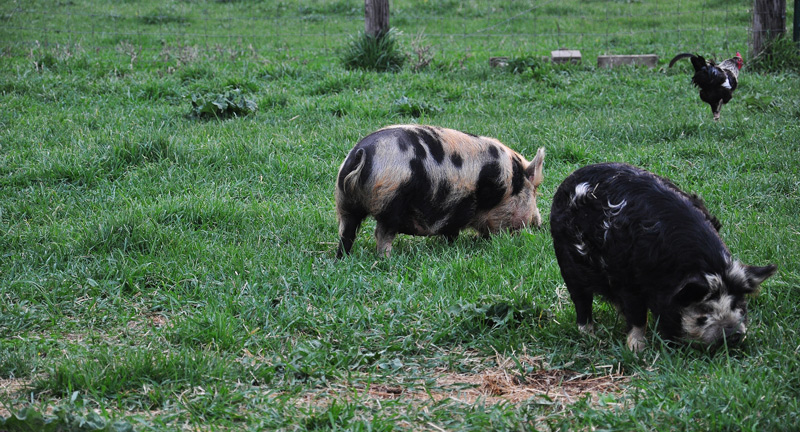 kunekune pigs in field