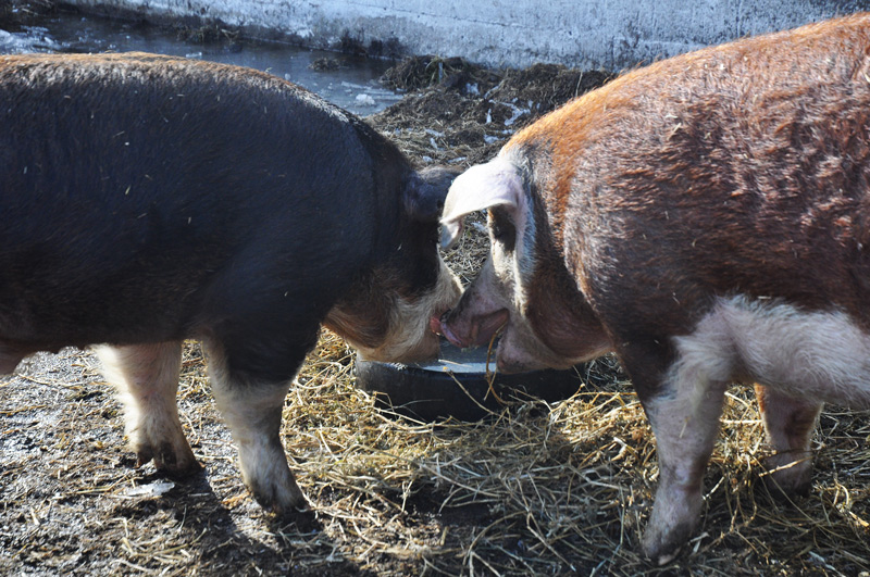 hereford pigs