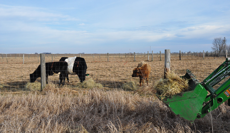 cows hay