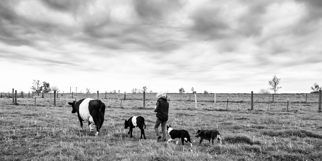 miss c and cows and dogs