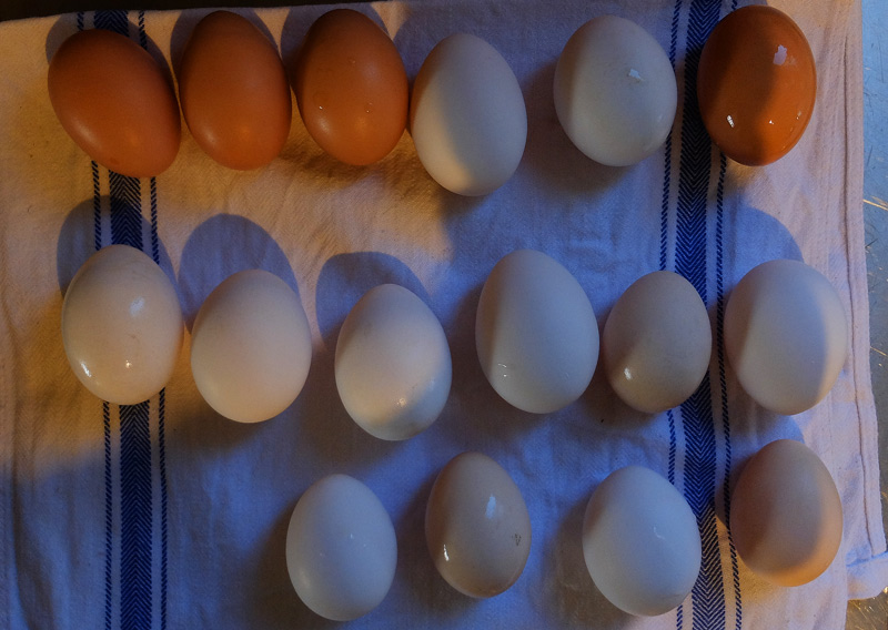 eggs-005