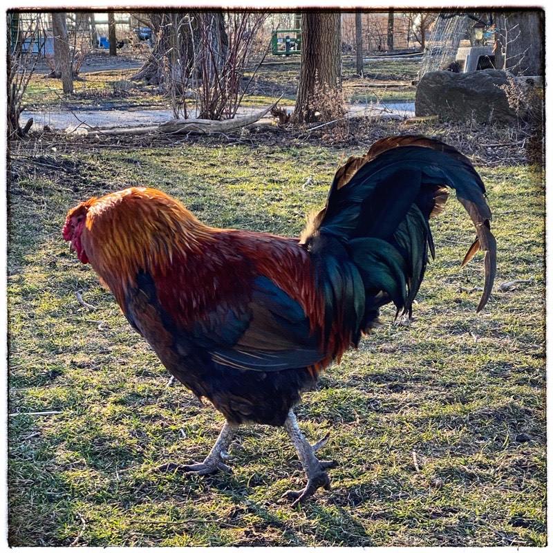 Orange read and black rooster walking across the grass, track and tree trunks in the background