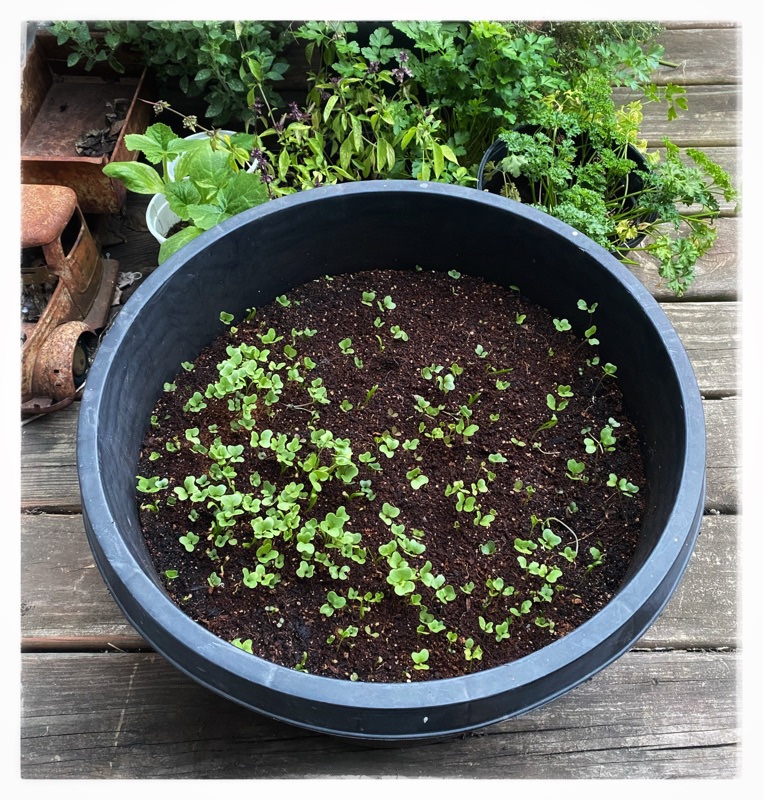 Large black pot with many greens seedlings sprouting. 