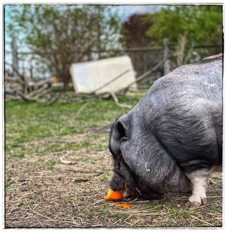 pig eating capsicum