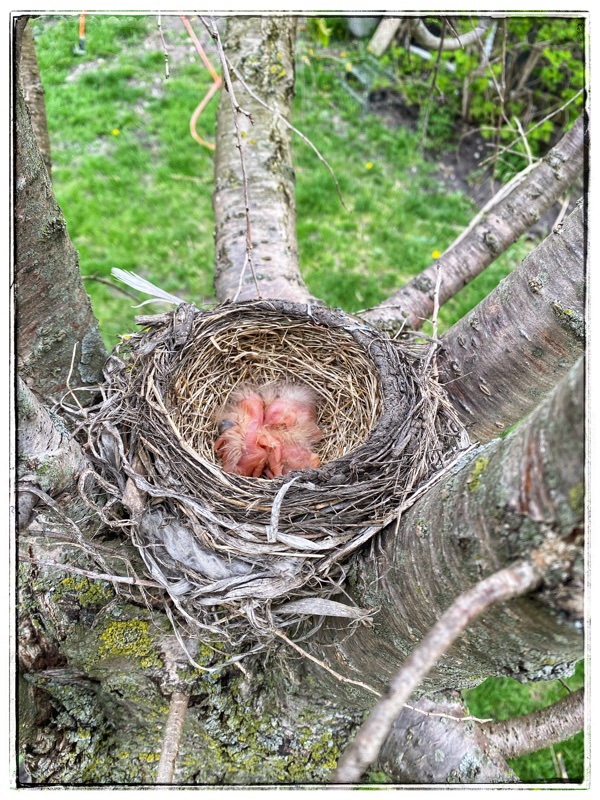 Nest with Robin chicks. Shot taken from above. 