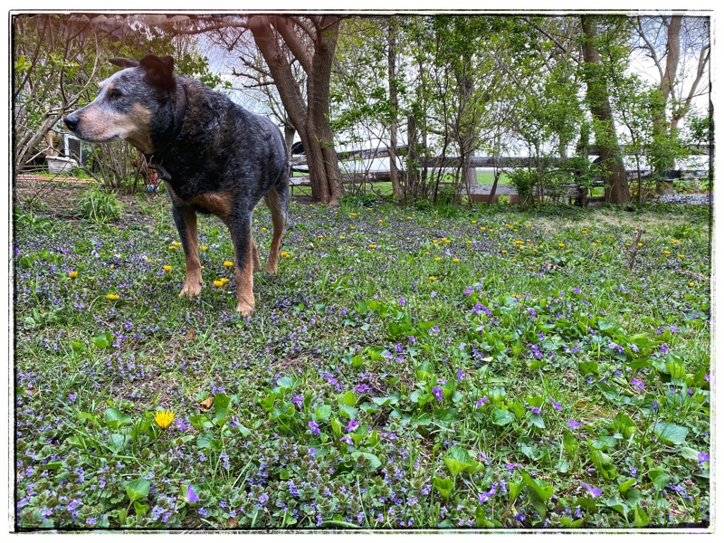 Dog standing on a bugweed lawn interspersed with violets. 