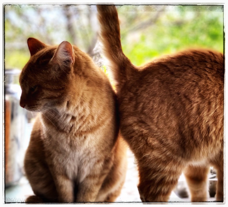 Two orange cats, one looking away from the camera one half out of the image with its rear end  against the other cat tail in the air. 