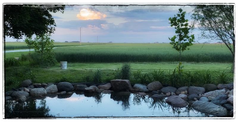 small farm pond with wheat behind