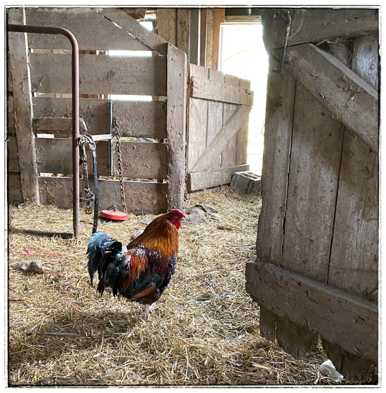 Old colourful rooster in neglected side of old barn. Straw on floor, old timbers old joinery. 