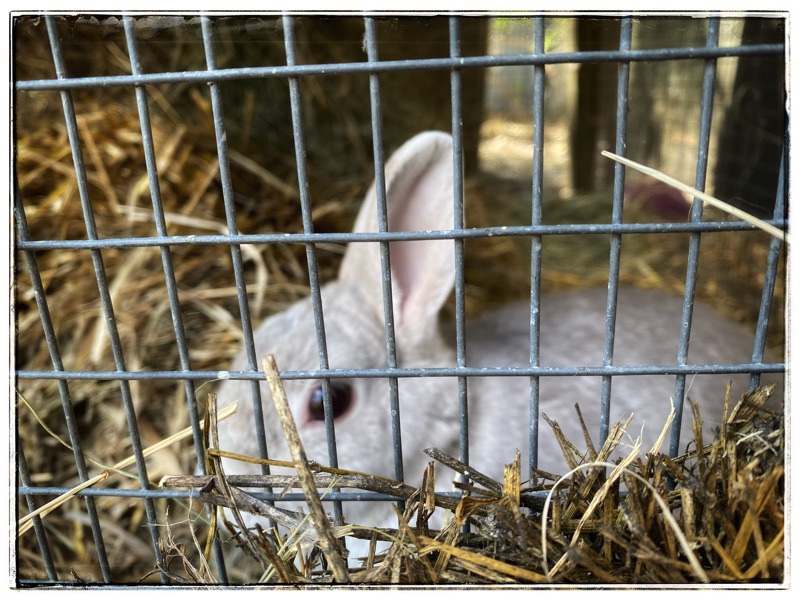 Silver rabbit in outside hutch behind strong netting. 