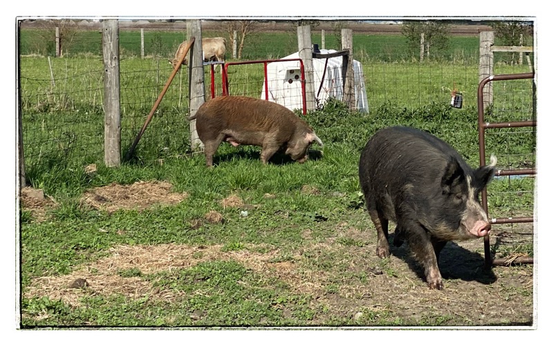 Mature Berkshire in the foreground and mature Hereford hog in the background in pig yard. 