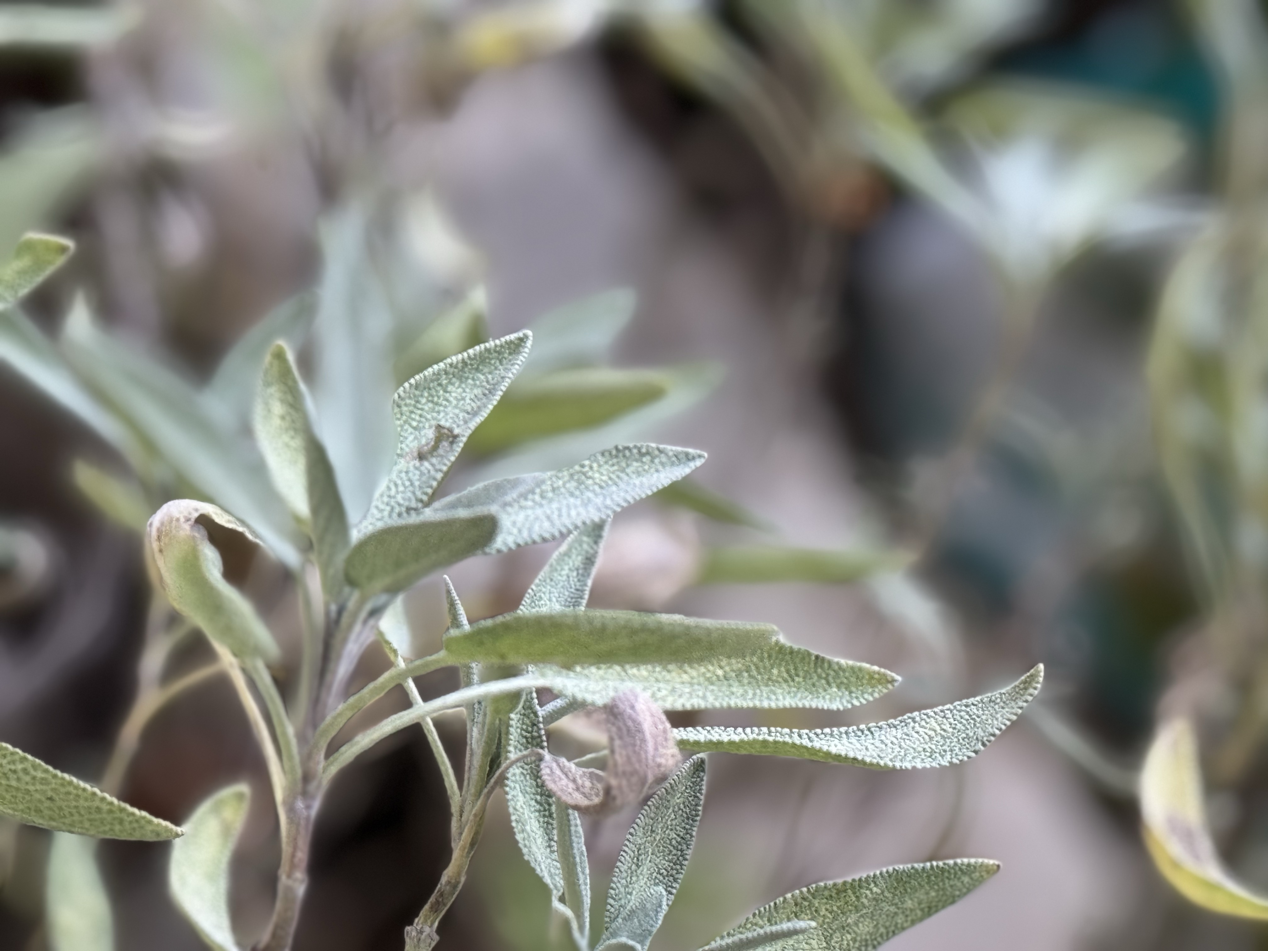 Fresh Winter Herbs – How to Grow Them.